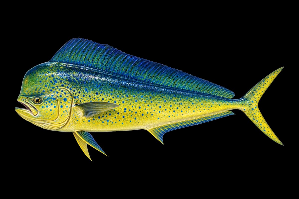 Mahi-Mahi illustration