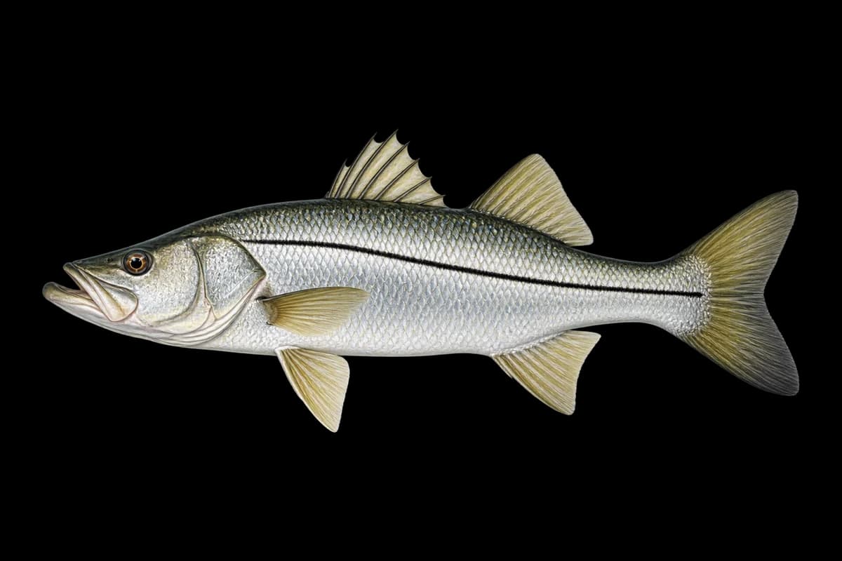 Snook illustration