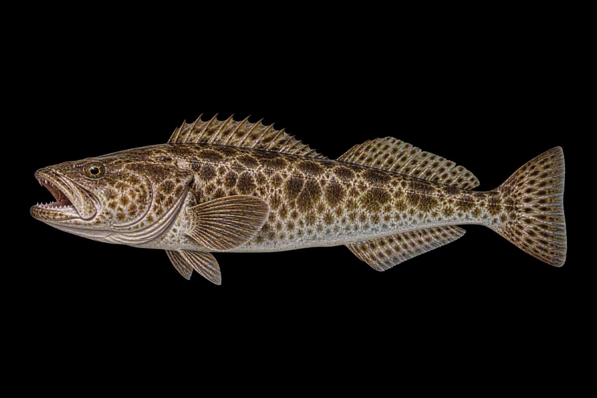 Lingcod illustration