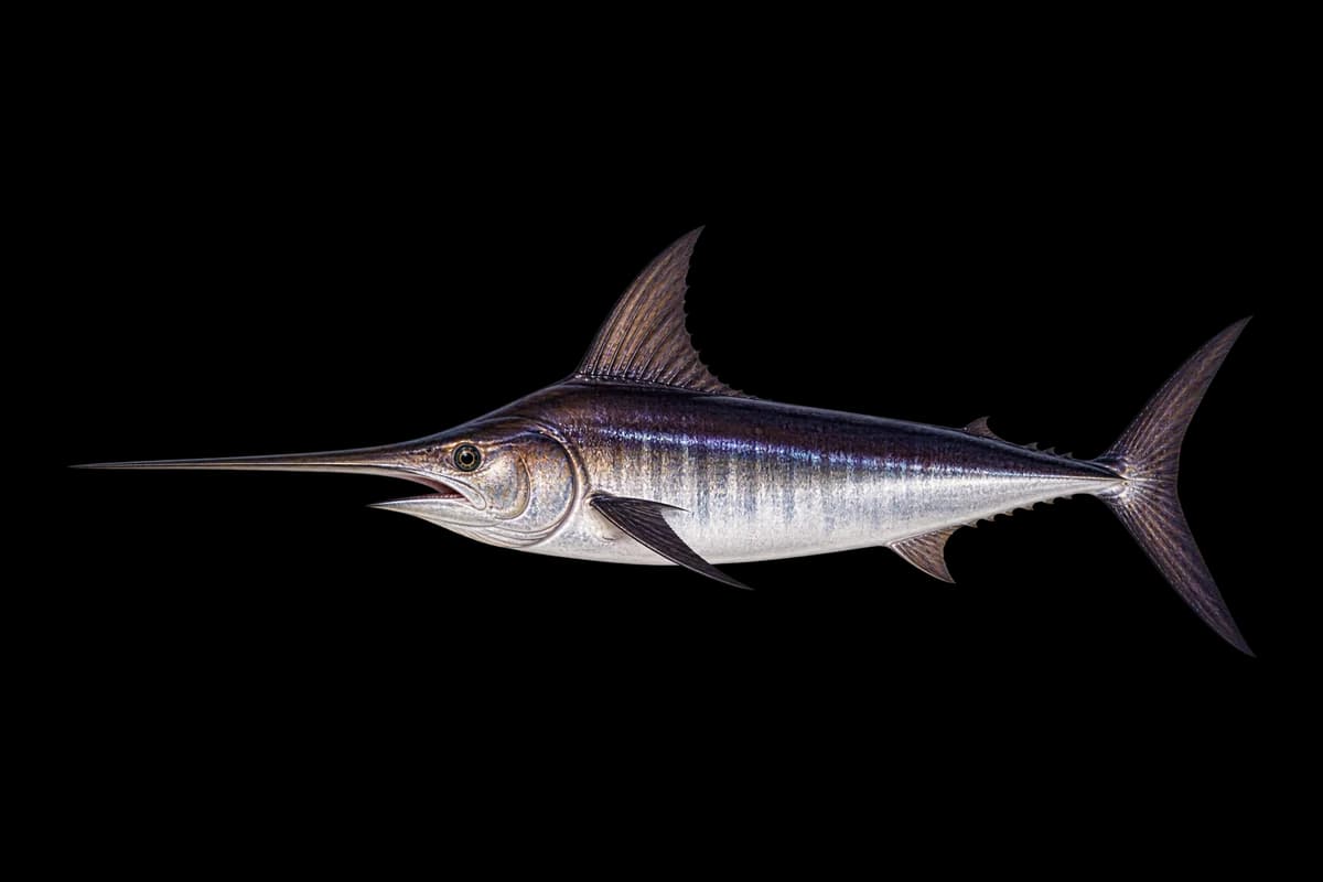 Swordfish illustration